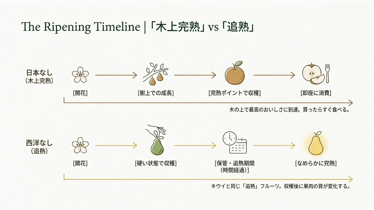 木の上で熟す日本なしと収穫後に追熟する西洋なしの違い