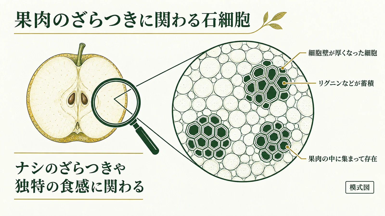 果肉のざらつきに関わる石細胞