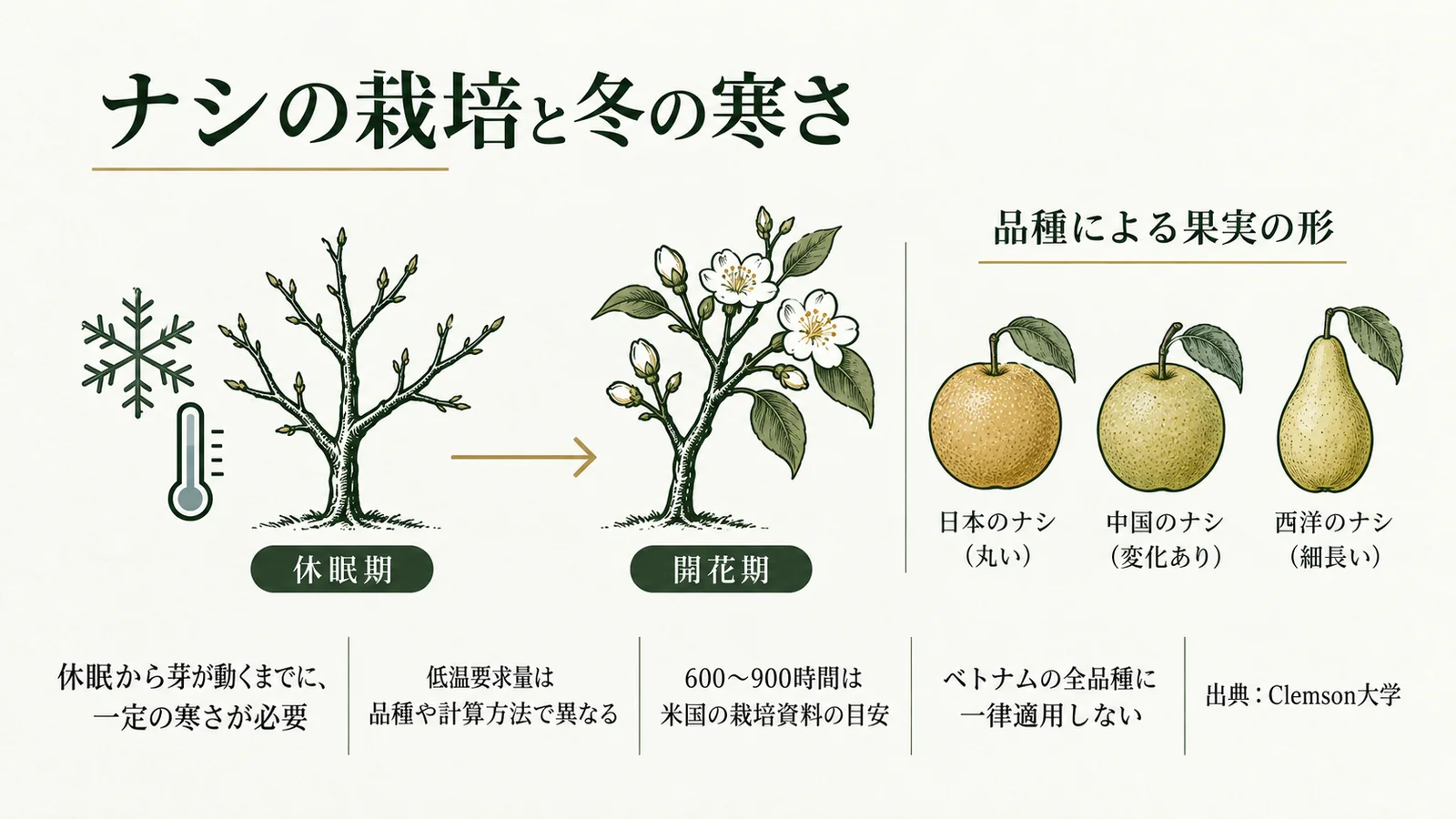 ナシの栽培と冬の寒さ