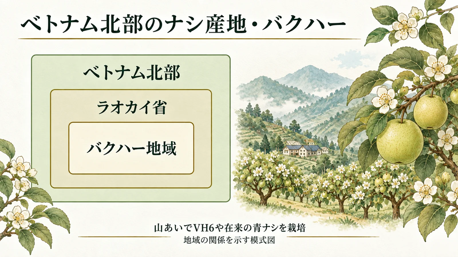 ベトナム北部のナシ産地・バクハー