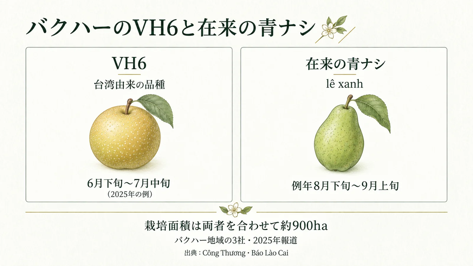 バクハーのVH6と在来の青ナシ