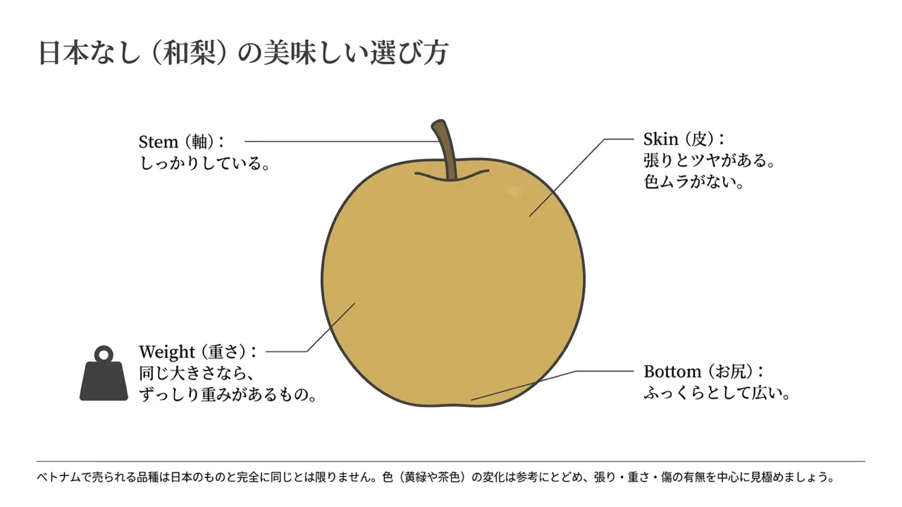 日本なしを選ぶ目安となる皮の張り、軸、重さ、お尻の形