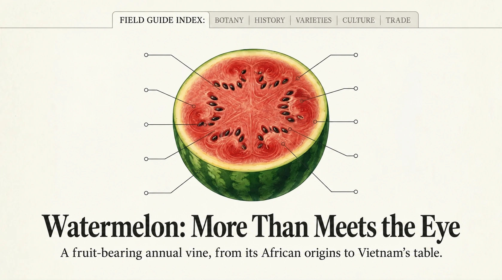 Watermelon: an annual vine, from African origins to Vietnam’s table.