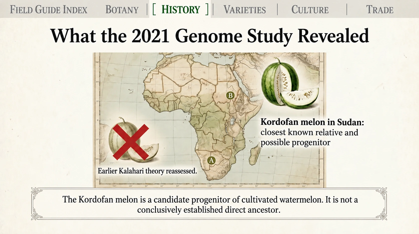 Sudan’s Kordofan melon: a close relative and possible progenitor, not a proven direct ancestor.
