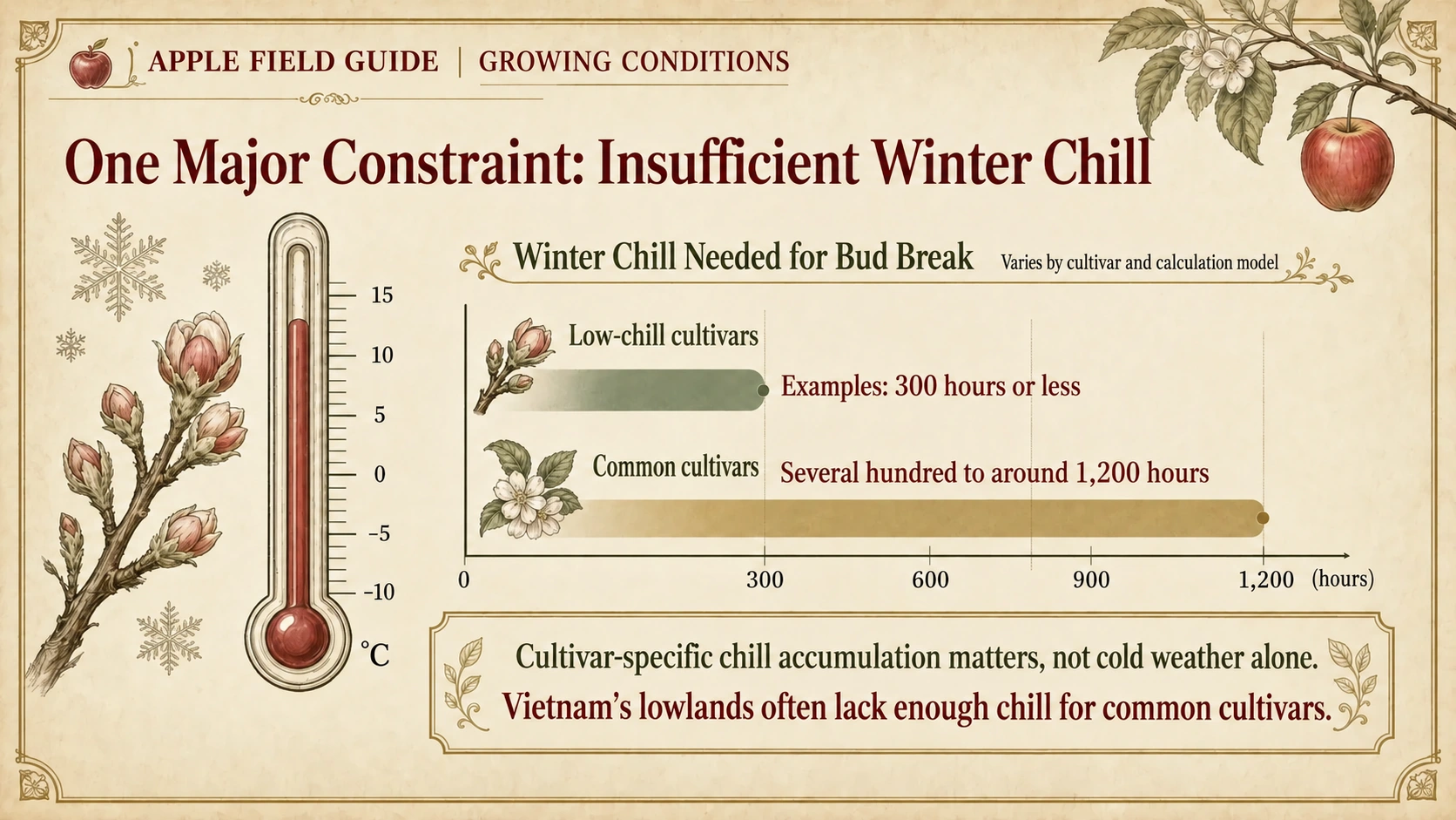 Winter chill requirements vary among apple cultivars and calculation models