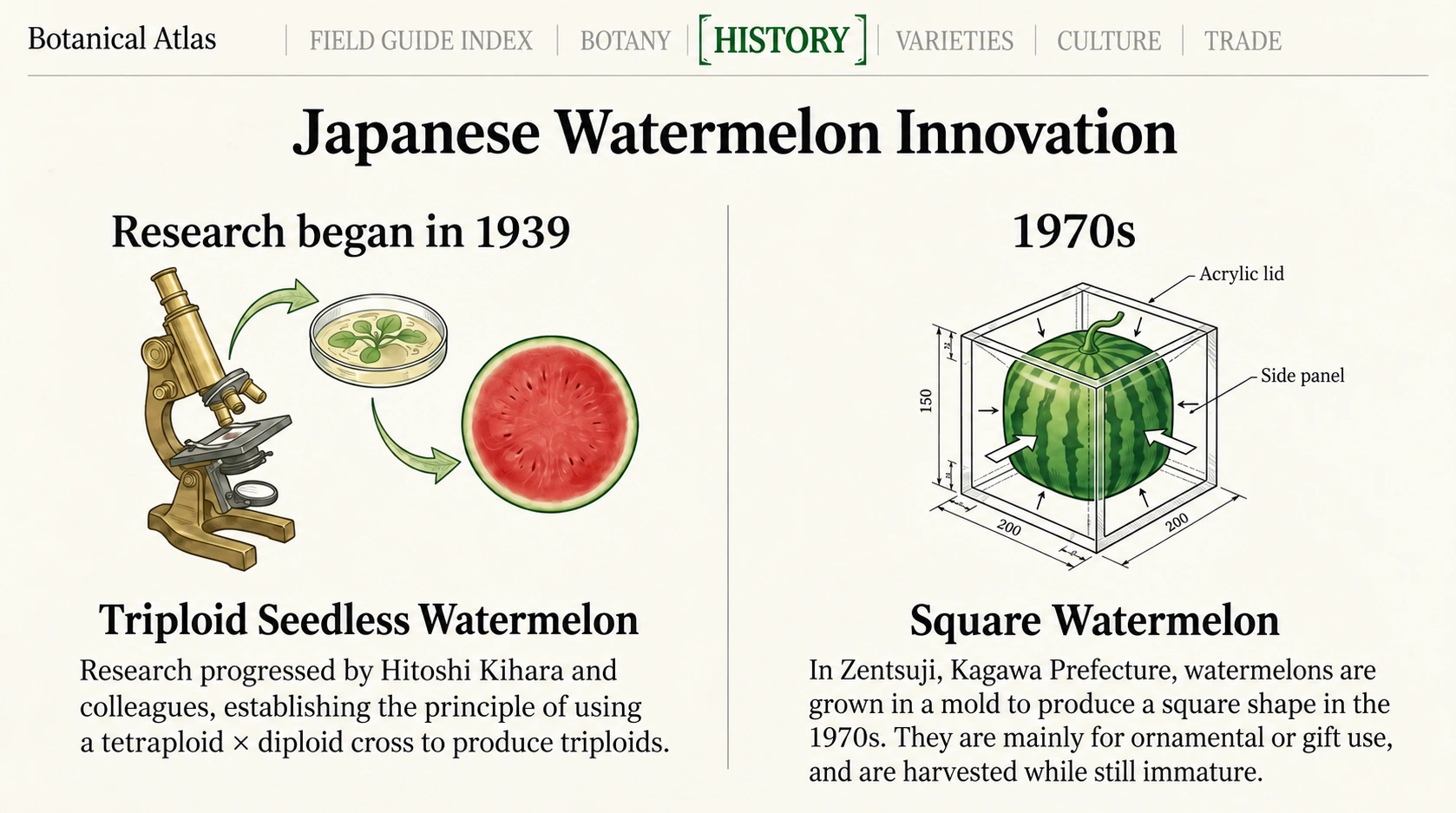 Japanese innovations: seedless-watermelon research began in 1939; square fruit developed in the 1970s is chiefly ornamental.