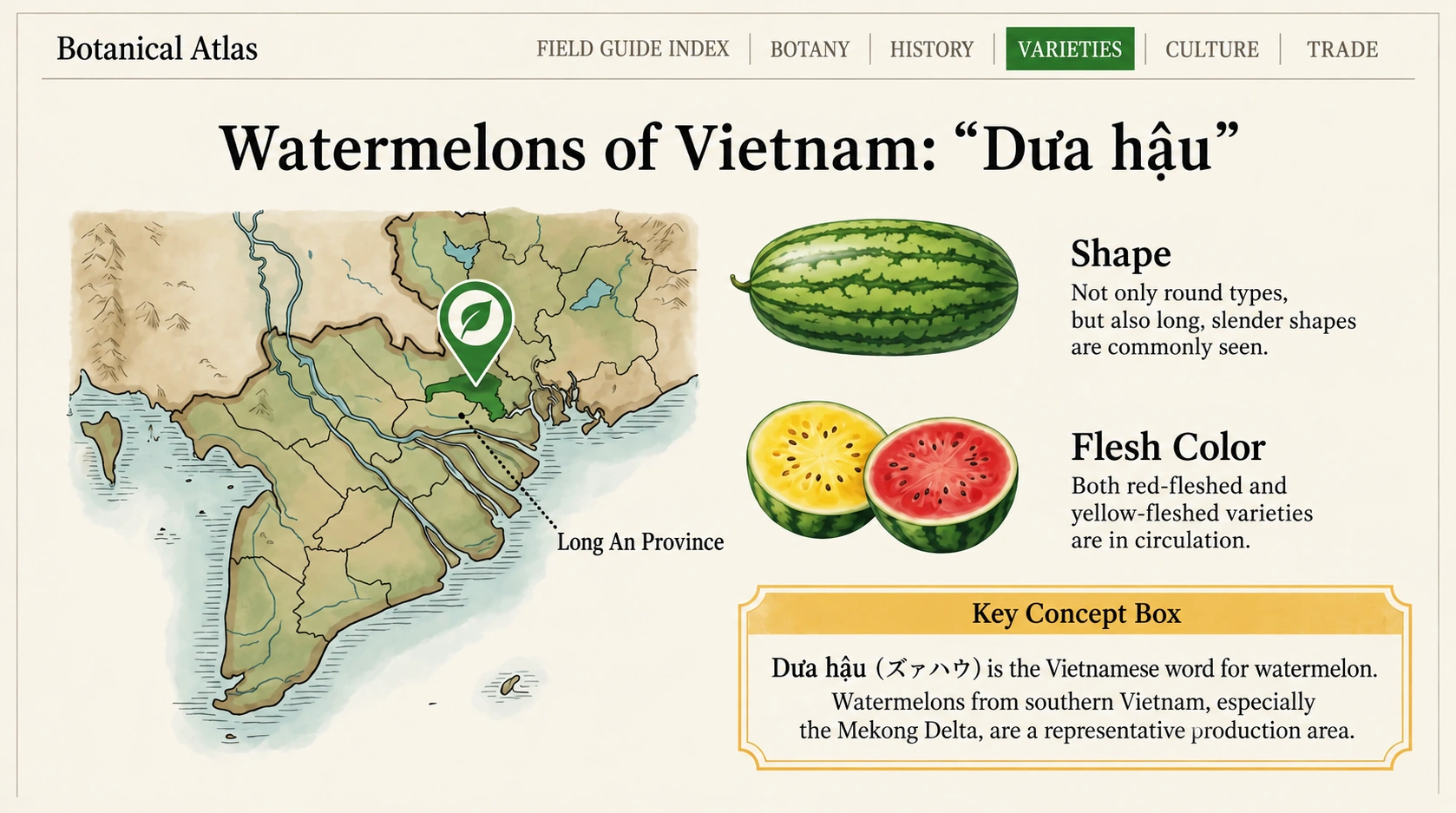 Vietnam’s Mekong Delta and examples of elongated, red-fleshed and yellow-fleshed dưa hấu.