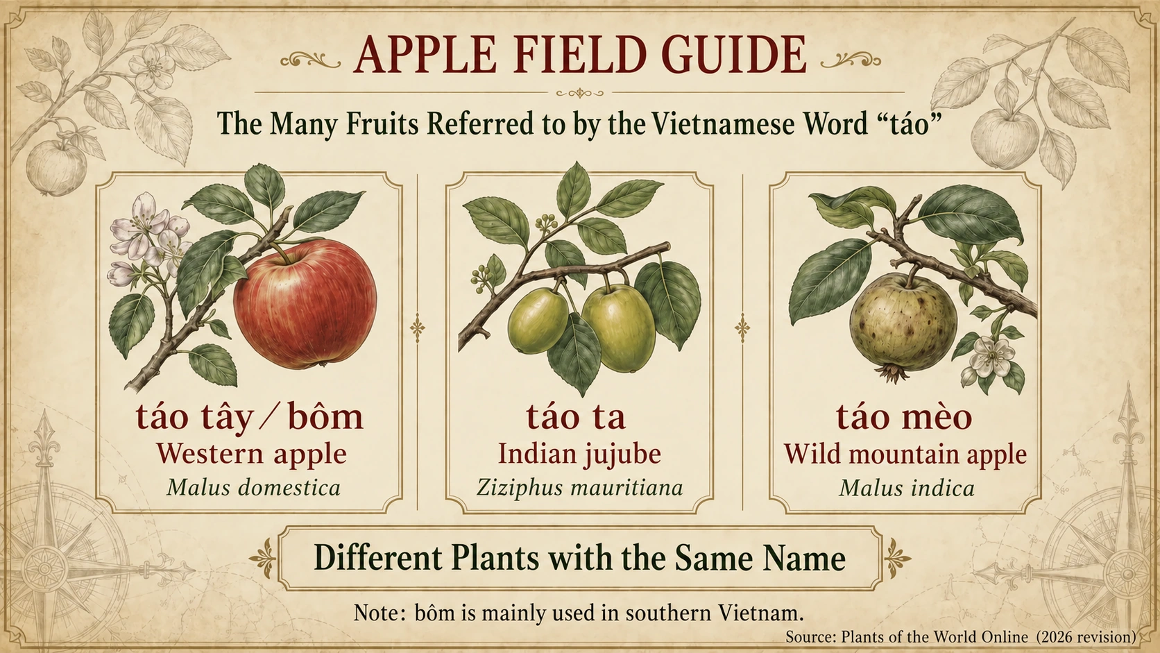 Three different fruits called táo: cultivated apple, Indian jujube and táo mèo