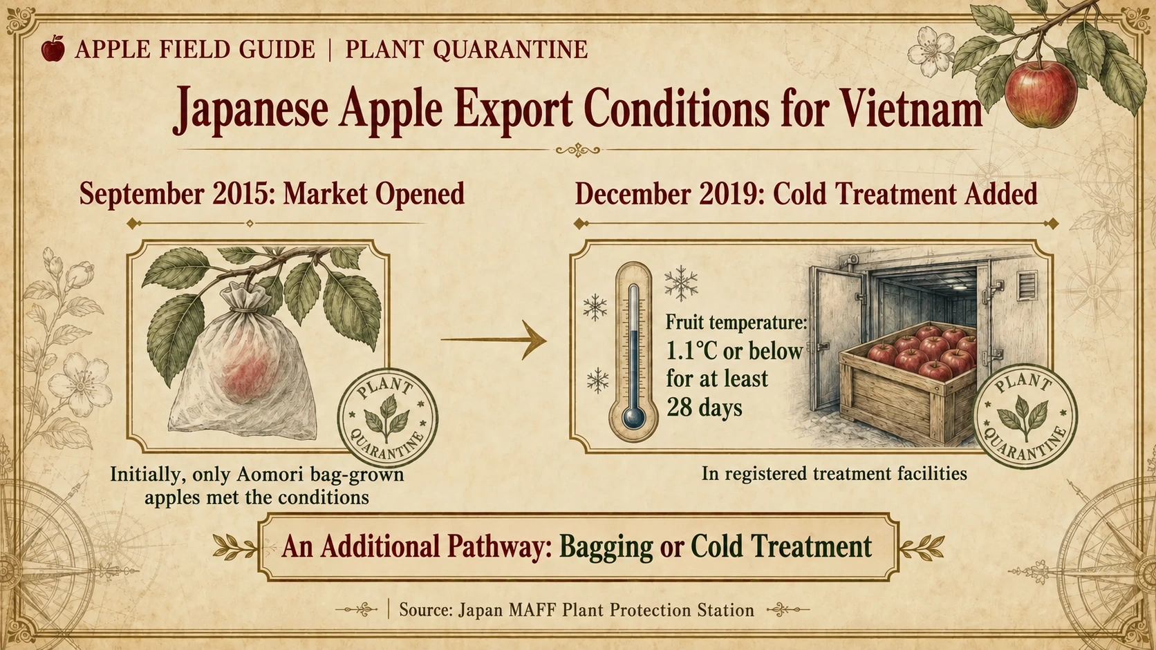Japanese apple exports to Vietnam: 2015 approval and the cold-treatment pathway added in 2019